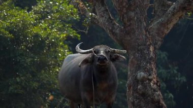 Yeşil kırsal bir orman ortamında büyük bir ağacın yanında duran boynuzlu bir evcil su bufalosunun yakın görüntüsü. İple bağlanmış hayvan geleneksel çiftlik hayvanlarını ve yoğun doğal bitki örtüsüyle çevrili huzurlu kırsal yaşamı temsil eder..