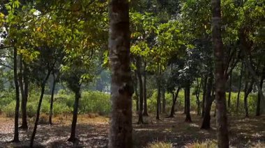 Güneş ışığı, sessiz bir kırsal alandaki uzun ağaçların arasından süzülür. Kuru orman zeminine yumuşak gölgeler bırakır. Yeşil yapraklar ve dağınık yapraklar sakin bir doğal atmosfer yaratarak kırsal bölgenin barışçıl güzelliğini yakalıyor..