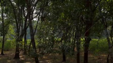 Uzun ağaçlar ve yumuşak doğal güneş ışığıyla aydınlatılan yeşil yapraklarla dolu sık bir orman manzarası. Işık gölgeliklerden yavaşça süzülerek orman zemininde benekli gölgeler oluşturur. Huzurlu ormanlık..