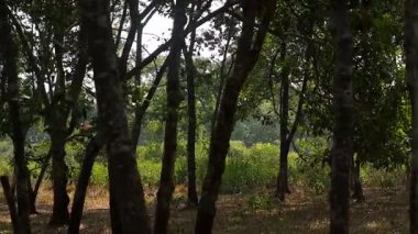 Önünde uzun ağaç gövdeleri ve ötesinde yemyeşil bir tarlası olan huzurlu bir orman manzarası. Yumuşak güneş ışığı yaprakların arasından süzülerek sıcak ve doğal bir atmosfer yaratır. Dekor kırsal manzaranın güzelliğini ön plana çıkarıyor..