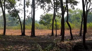 Sıcak güneş ışığı orman tabanını aydınlatırken uzun ağaçlar kısmi gölgede duruyorlar. Uzakta, yemyeşil bir kırsal alan ormanın ötesine uzanır, gölgeli ağaçlar ve açık kırsal alanlar arasında doğal bir kontrastlık yaratır..