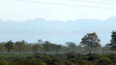 Arka planda dağınık ağaçlar ve yumuşak sis kaplı tepelerle ön planda uzanan yeşil çay tarlasının geniş manzarası. Soluk gökyüzünde kesilen elektrik hatları, kırsal tarımla ince altyapıyı harmanlıyor.