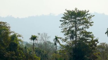 Arka planda yumuşak sisli tepeleri olan yüksek palmiye ağaçları ve katmanlı bitki örtüsünün yer aldığı yoğun yeşil ormanın manzarası. Görüntü, zengin yeşillik, atmosfer derinliği ve gün ışığı koşullarıyla huzurlu bir doğal manzara yakalıyor.,