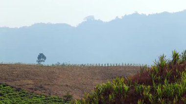 Geniş görüşlü tarım arazisi, açık alanda büyüyen genç ekinler, uzakta duran yalnız bir ağaç ve katmanlı bir arka plan oluşturan yumuşak sisli tepeler. Sahne, kırsal kesimdeki çiftçiliğin huzurlu atmosferini yakalıyor..
