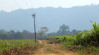 Puslu bir gökyüzünün altında ekili yeşil ekin tarlaları arasında dar bir toprak yol uzanıyor, elektrik direkleriyle ve yukarıdaki elektrik hatları mesafeye uzanıyor. Arka planda ağaçlar ve yumuşak mavi tepeler sakin bir kırsal atmosfer yaratır.,