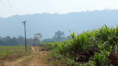 Yumuşak gün ışığında ekili tarlalar ve yoğun yeşil ekinler arasında dar bir toprak yol var. Elektrik hatları ve uzak sisli tepeler arka planda derinlik yaratarak kırsal tarım ve kırsal yaşamın sakin atmosferini yakalıyor..