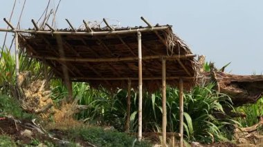 Sazdan çatılı küçük bir bambu kulübesi yeşil ekinlerin yanında duruyor ve açık tarım arazisi ortamında ağaç kütükleri kesiyor. Basit yapı, geleneksel kırsal yapıyı ve kırsal tarımın barışçıl atmosferini yansıtıyor..