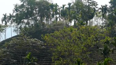 Yüksek palmiye ağaçları ve yoğun yeşilliklerle çevrili, hafif eğimli yamaçlara yayılmış tarımsal çay bitkileri. Katmanlı plantasyon deseni, tropikal bir arazide tarım tarımını ön plana çıkaran doğal dokular ve derinlik yaratır..