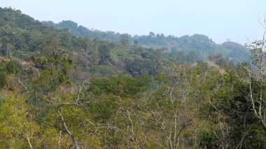 Berrak bir gökyüzünün altında yuvarlanan tepeleri kaplayan verimli tropikal ormanın geniş manzarası. Yoğun bitki örtüsü, ağaçlar ve katmanlı tepelerle doğal yeşil manzara huzurlu bir kırsal çevre yaratıyor..