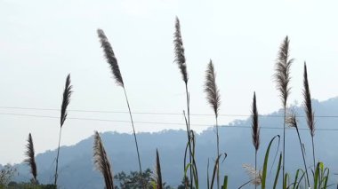 Arka planda yumuşak sisli dağ tepelerine karşı duran uzun yabani otlar. Katmanlı tepeler, sisli atmosfer ve minimum gökyüzü bileşimiyle sakin doğal manzara.