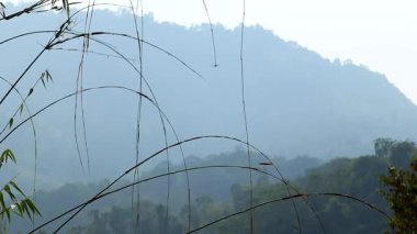 Ön planda ince bambu dalları ve arka planda yumuşak sisli dağ tepeleri. Atmosfer derinliği ve katmanlı tropikal orman manzaralı sakin doğal manzara.