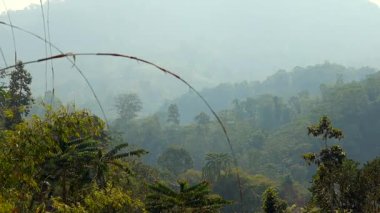 Yumuşak, sisli bir gökyüzünün altında yuvarlanan tepeleri kaplayan yoğun tropikal bir ormanın manzarası. Ön planda kavisli bir kuru ot gövdesi aşağıdaki katmanlı yeşilliği çerçeveleyerek derinlik ve doğal bileşim ekler. Sisli atmosfer ve yayılmış ışık.