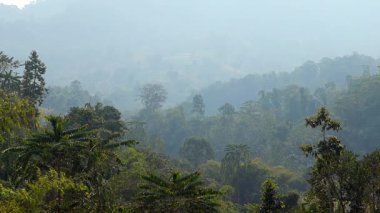 Yumuşak bir sisli atmosferin altında yuvarlanan tepeler boyunca uzanan yoğun bir tropikal ormanın geniş manzarası. Ağaçlar ve bitki örtüsü tabakaları sisli arka planda kaybolup derinlik ve huzurlu bir doğal manzara yaratıyor. Yayılmış ışık yeşil tonları artırır.