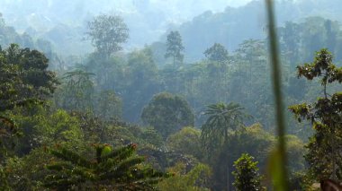 Yoğun yeşil ağaçlar ve uzun palmiyelerin birden fazla katmanını gösteren yumuşak sabah sisi ile kaplı bereketli bir tropikal yağmur ormanının geniş manzarası. Bulanık atmosfer doğal derinlik ve sakin, sinematik bir hava yaratarak zenginliği vurguluyor..