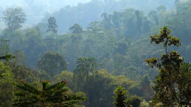 Yoğun bir tropikal yağmur ormanının sabah pusuyla kaplı gölgesini yakından görebiliriz. Bereketli yeşil ağaçlar ve yüksek palmiyeler doğal derinliğe sahip zengin, dokulu bir manzara yaratır. Yayılmış güneş ışığı ve ışık sisi atmosferik ve sakin bir ruh hali ekler..