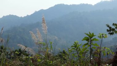 Puslu orman tepelerinin manzarası. Önünde uzun yabani otlar ve yemyeşil bitkiler var. Yumuşak atmosferik sis katmanlı dağları kaplayarak, seyahat ve çevre için ideal barışçıl ve doğal bir kırsal alan yaratıyor..