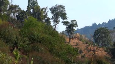 Yoğun yeşil bitki örtüsü, dağınık ağaçlar ve açık mavi bir gökyüzünün altında kuru otlar içeren manzaralı yamaç manzarası. Görüntü, doğal dokuları, katmanlı yeşilliği ve yabani bitkilerin karışımı ile huzurlu bir kırsal çevre gösteriyor..