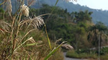 Uzun yabani otların ve keskin odaklı narin tohum başlarının yakın görüntüsü yumuşak, bulanık bir dağ manzarasına karşı. Dolambaçlı kırsal bir yol ve yemyeşil tepeler arka planda kayboluyor, derinlik ve barışçıl bir doğal atmosfer yaratıyor..