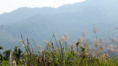 Ön planda uzun yabani otlar ve yeşil bitki örtüsünün manzarası. Yumuşak katmanlı dağ tepeleri doğal gün ışığı altında uzaklığa doğru kayboluyor. Atmosferik sis derinlik ve sakin bir dağ havası yaratır ve doğal dokuları ön plana çıkarır..