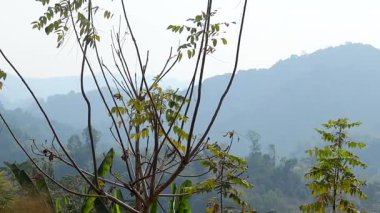 Arka planda yumuşak, puslu bir dağ manzarasına karşı yamaçta duran taze yeşil yaprakları olan genç ağaç dalları. Katmanlı tepeler derinlik ve sakin bir atmosfer yaratırken, doğal gün ışığı kırsal manzarayı ön plana çıkarıyor..