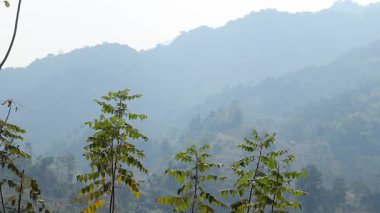 Ön planda duran taze yeşil fidanların sisli orman kaplı dağların birden fazla katmanı uzaklığa doğru kayboluyor. Yumuşak sis doğal derinlik ve atmosfer perspektifi yaratır..