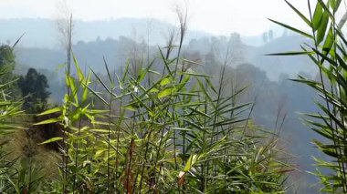 Yeşil bambu bitkileri, arka planda sis kaplı sıradağlar olan bir yamaçta yavaşça sallanıyorlar. Katmanlı tepeler, taze bitki örtüsü ve sakin bir kırsal atmosfer içeren huzurlu bir doğal manzara..