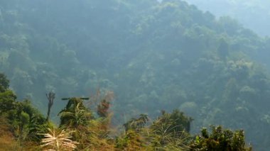 Yumuşak güneş ışınları orman kaplı dağ tepelerinin üzerinden geçiyor ön planda yabani otlar ve bitki örtüsü var. Bereketli yeşillik, atmosferik sis ve katmanlı dağlık arazi içeren huzurlu bir doğal manzara..