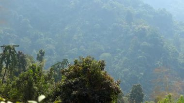 Yoğun ormanlık dağ tepelerinin üzerinden süzülen güneş ışınları. Zengin yeşillik, katmanlı dağlık arazi ve sakin bir atmosfer havası olan sakin bir doğal manzara..