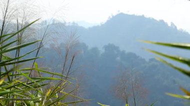 Yumuşak sisle kaplı katmanlı dağ tepeleri yeşil bambu yaprakları ve ön planda narin yabani otlarla kaplı. Gün ışığında sakin, doğal bir manzara derinliği, sisi ve yemyeşil bitkileri yakalıyor..