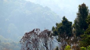 Orman ağaçları ve yapraklar ön planda yoğun ormanlık dağ tepeleri arka planda yumuşak sise dönüşüyor. Hafif güneş ışığı sislerin arasından süzülerek katmanlı dağlık arazide derinlik ve sakin bir atmosfer yaratıyor..