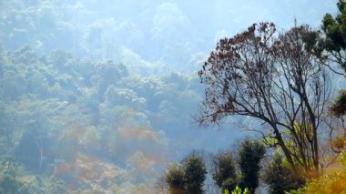 Seyrek kahverengi yaprakları olan uzun bir orman ağacı, yoğun ormanlık dağ tepelerine karşı ön planda duruyor. Yumuşak mavi sise dönüşüyor. Sisin içinden süzülen hafif güneş ışığı katmanlı dağlık araziye sıcaklık ve derinlik katıyor..