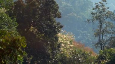 Güneşli orman ağaçları ve arka planda sisli dağ yamaçları olan bir yamacı kaplayan altın yaban otları. Yumuşak ışık ve atmosferik sis katmanlı manzaraya derinlik katar, barışçıl ve manzaralı doğal bir ortam yaratır..