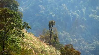 Yoğun orman yamaçlarına bakan dağınık ağaçlarla kaplı güneşli, çimenli yamaçlar yumuşak sise dönüşüyor. Ilık ışık bitki örtüsünü vurgular, derinlik yaratır ve dağlık arazide barışçıl bir atmosfer yaratır..