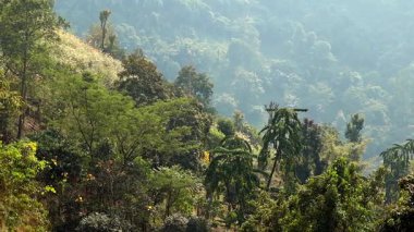 Güneşli bir dağ yamacını yoğun ağaçlar ve katmanlı tepelerle kaplayan yemyeşil tropikal orman yumuşak sise dönüşüyor. Ilık ışık, zengin yeşilliği ve çeşitli bitki örtüsünü vurgular, derinlik ve barışçıl bir dağlık atmosfer yaratır..