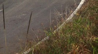Beyaz şerit işaretleri ve kuru yol kenarı çimleriyle çevrili eğri asfalt bir yolun kenarının detaylı bir yakın çekimi. Asfalt boyunca büyüyen doğal bitki örtüsü kırsal altyapıyı, kırsal yolculuğu ön plana çıkarıyor..