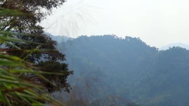 Yumuşak güneş ışığı ağaçların arasından süzülür, uzaktaki katmanlı orman tepelerinin üzerine hafif ışınlar saçar. Sisli dağ manzarası, vahşi doğanın derinliğini ve doğal güzelliğini vurgulayan sakin ve atmosferik bir manzara yaratır..