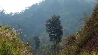 Yumuşak sisle kaplı ormanla kaplı tepelerin sakin manzarası, ön planda belirgin bir şekilde duran uzun ve ıssız bir ağaç. Vahşi otlar ve doğal bitki örtüsü sahneyi çevreleyerek sakin ve atmosferik bir dağ manzarası yaratıyor..