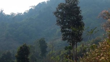 Uzun bir ağaç, orman kaplı tepelerin katmanlarına karşı dimdik ayakta duruyor. Yumuşak sise dönüşüyor. Çevreleyen yabani otlar ve yoğun bitki örtüsü uzak dağlık bir manzaranın barışçıl özünü yakalayarak sakin atmosferi güçlendirir..