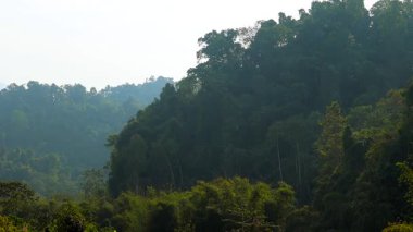 Yumuşak sabah sisi altında verimli tropikal orman katmanlı yamaç arazisini kaplıyor. Yoğun yeşil bitki örtüsü ve doğal atmosfer derinliği çevresel, seyahat ve doğa arka plan kavramları için ideal barışçıl bir manzara yaratır..