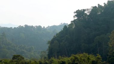Katmanlı tropikal orman tepeleri doğal gün ışığında yumuşak sabah sisi içinde kayboluyor. Yoğun bitki örtüsü ve atmosferik derinliğe sahip barışçıl yeşil bir manzara, doğa, seyahat, çevre ve arka plan kullanımı için ideal.