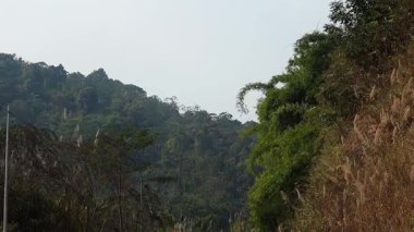 Yoğun ormanlarla kaplı yemyeşil tepeler ve yumuşak gün ışığında uzun ve vahşi otlar. Katmanlı dağ manzarası zengin bitki örtüsü ve tropikal atmosferle sakin ve doğal bir kırsal manzara yaratır..