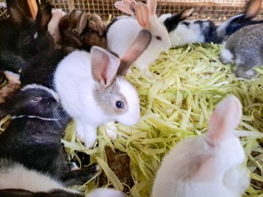 Kafesin içinde mısır kabuğu yiyen birkaç beyaz tavşan. Evcil hayvanlar birlikte beslenir, doğal davranışı ve çiftlik hayvanlarının yaşam tarzını basit bir muhafaza altında gösterir..