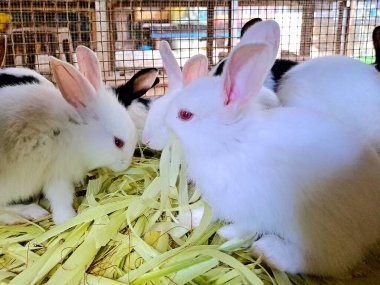 Kafesin içinde mısır kabuğu yiyen birkaç beyaz tavşan. Evcil hayvanlar birlikte beslenir, doğal davranışı ve çiftlik hayvanlarının yaşam tarzını basit bir muhafaza altında gösterir..