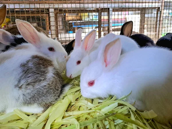 Kafesin içinde mısır kabuğu yiyen birkaç beyaz tavşan. Evcil hayvanlar birlikte beslenir, doğal davranışı ve çiftlik hayvanlarının yaşam tarzını basit bir muhafaza altında gösterir..
