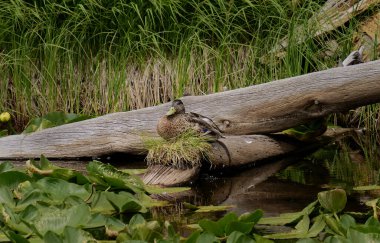 Bir ördek, bir su kütlesi tarafından bir kütüğün üzerindeki çimenden yapılmış yuvasında oturuyor. Kütüğün etrafında yeşil bitkiler ve nilüferler var. Gündüz oldu..