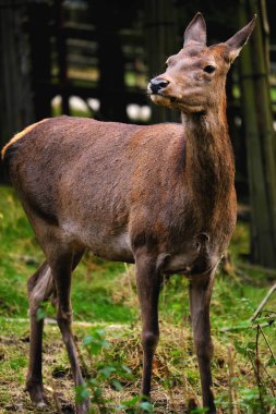 Yosunlu orman zemininde duran kahverengi Doe, Uyanık kameraya bakıyor, Sabah Işığı Filtresi