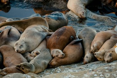 Yoğun Deniz Aslanı Kolonisi Rocky kıyısında üst üste binen düzinelerce cesetle dolu.