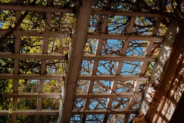 Ahşap Pergola Kafes Mavi Gök Çerçeveleme, Güneş Işığı Benekli Gölgeler Döşeme, Sarmaşık Yaprakları Tırmanma