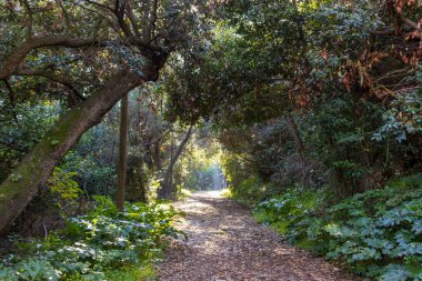 Ormandaki güzel patika Tenerife dağları, kanarya adaları, İspanya