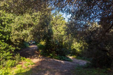 Ormanın ortasında ağaçların ve çalıların olduğu yeşil bir ormanın ortasında Mallorca adasındaki patika.